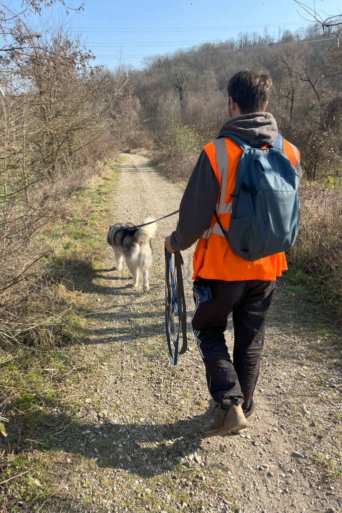Mantrailing per Alaskan Malamute