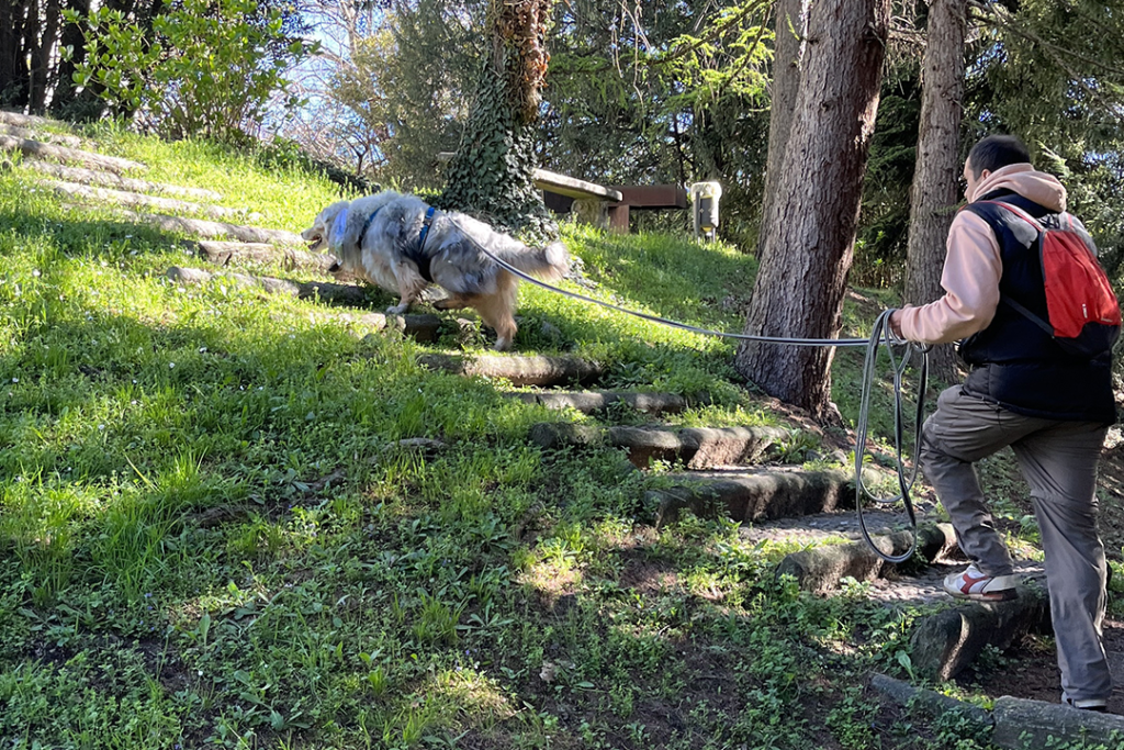 Mantrailing per cane da pastore australiano